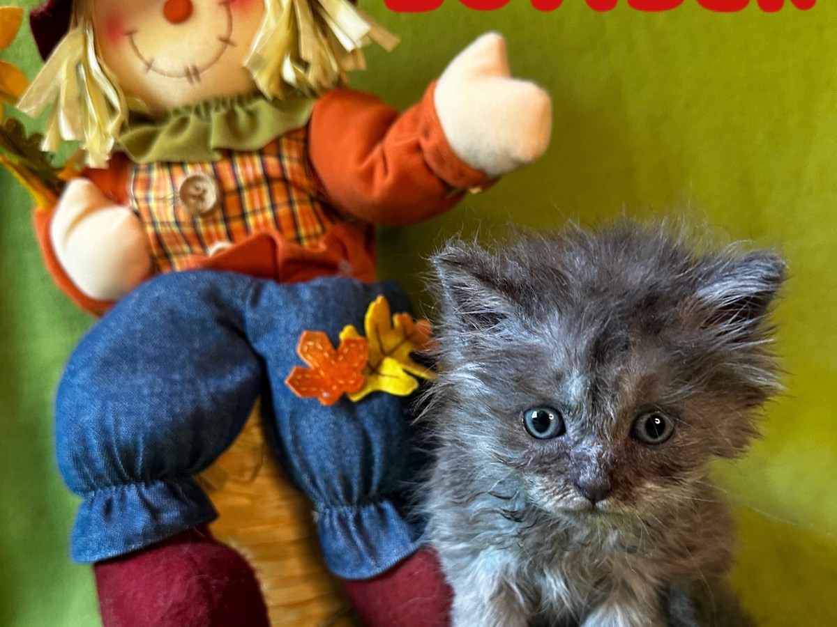 MAINE COON/PERSIAN MALE