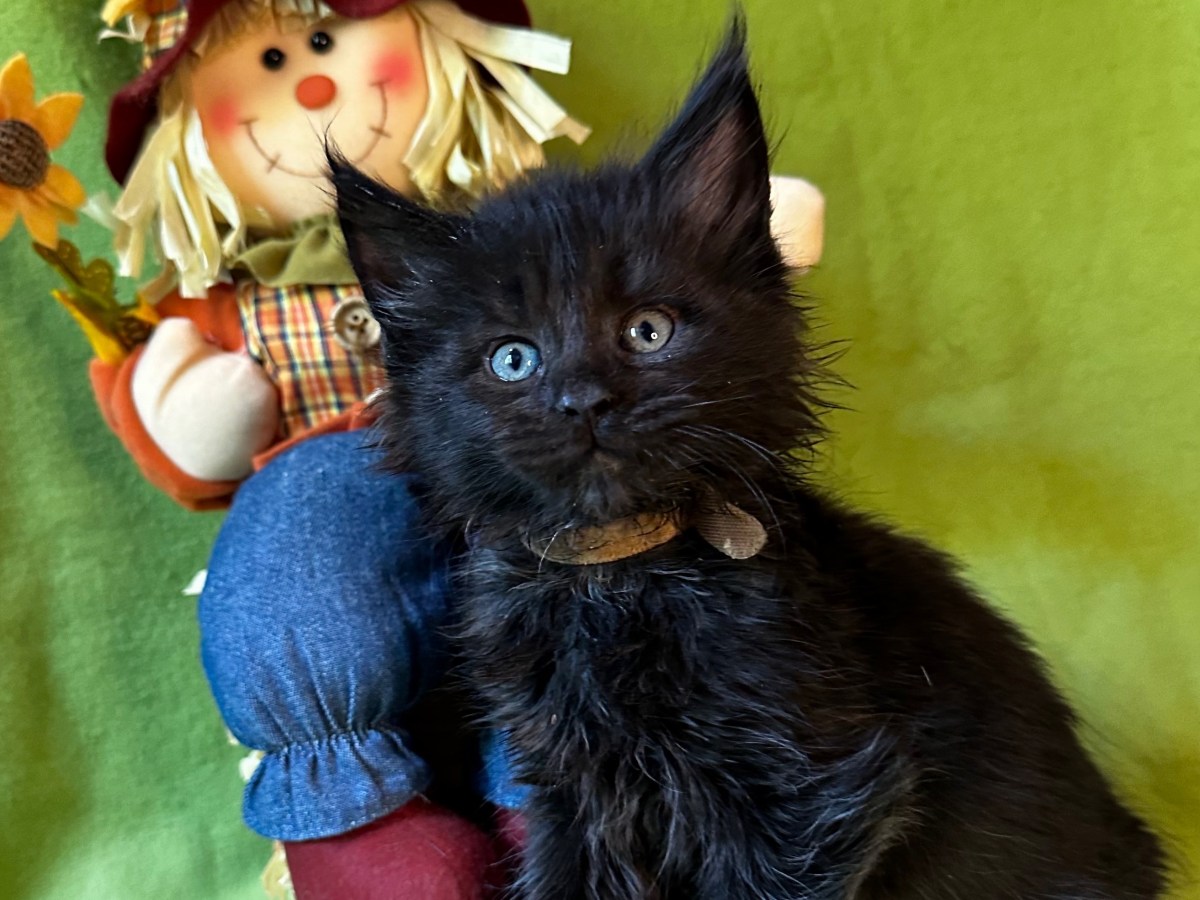 MAINE COON MALE