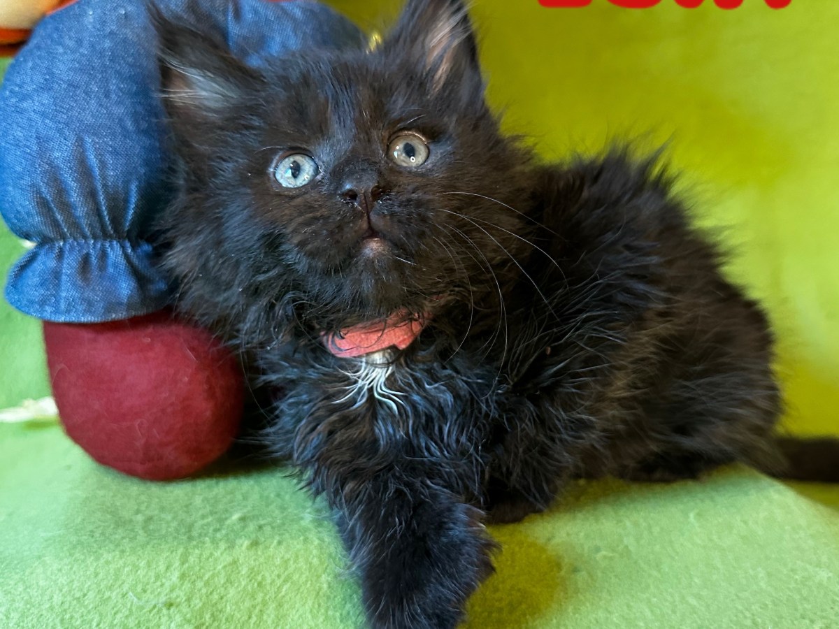 MAINE COON POLYDACTYL&nbsp;FEMALE