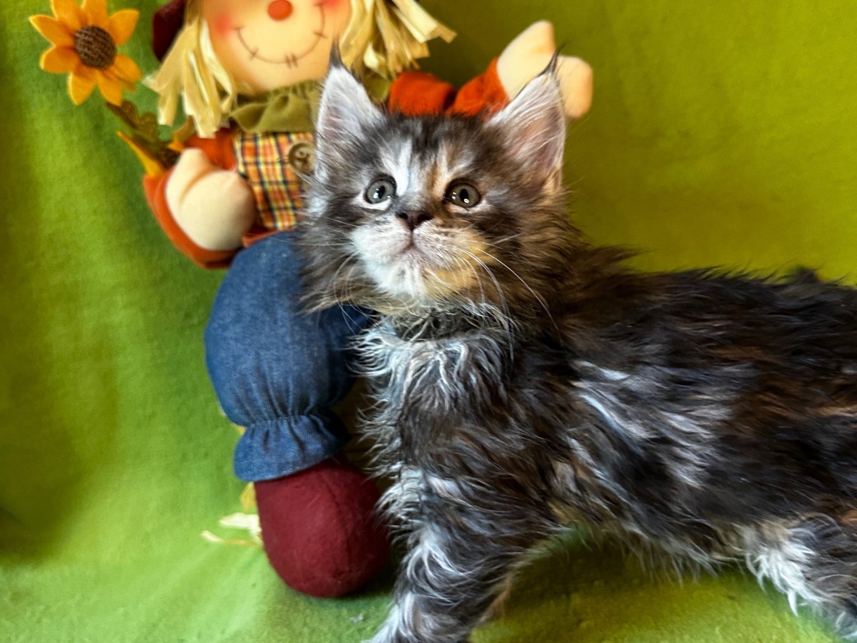 MAINE COON POLYDACTYL&nbsp;MALE