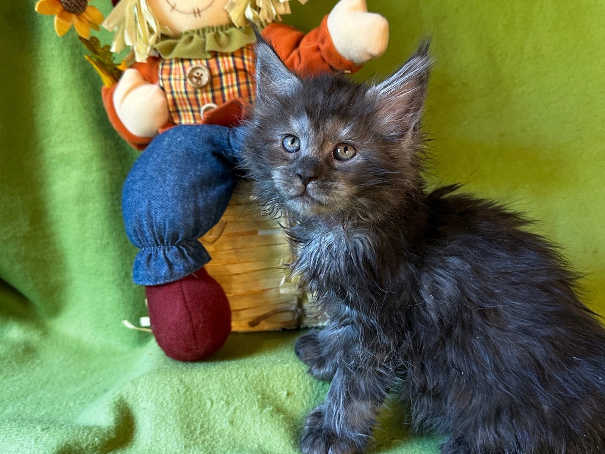 MAINE COON POLYDACTYL&nbsp;MALE