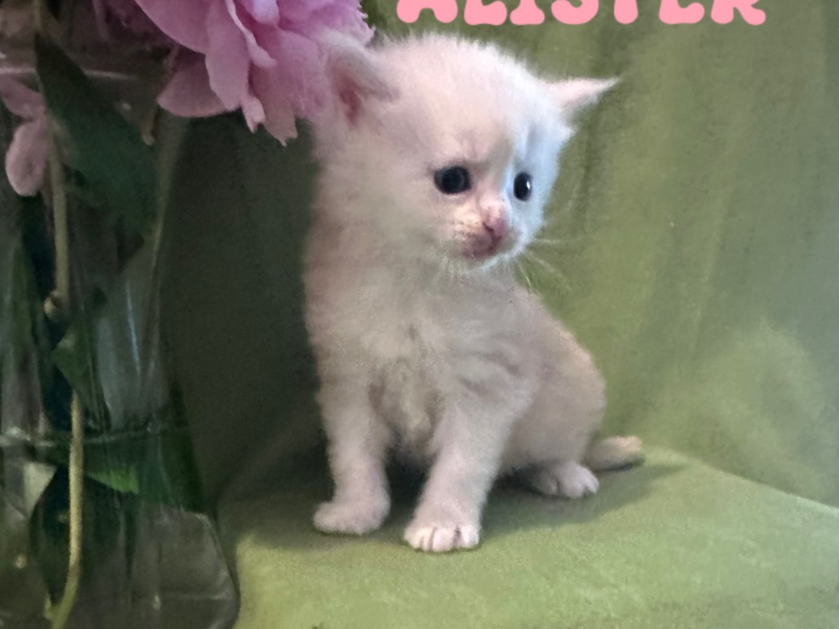 BEATRIX’S LITTER