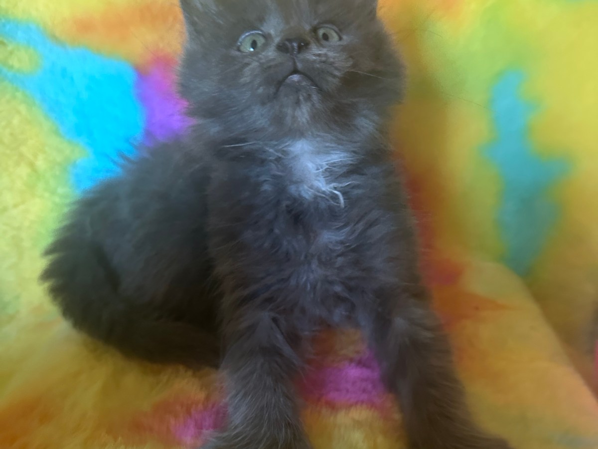 MINA’S LITTER