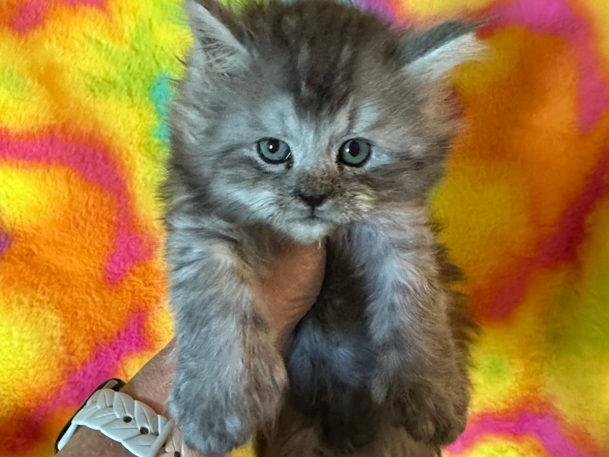 FELINA’S LITTER