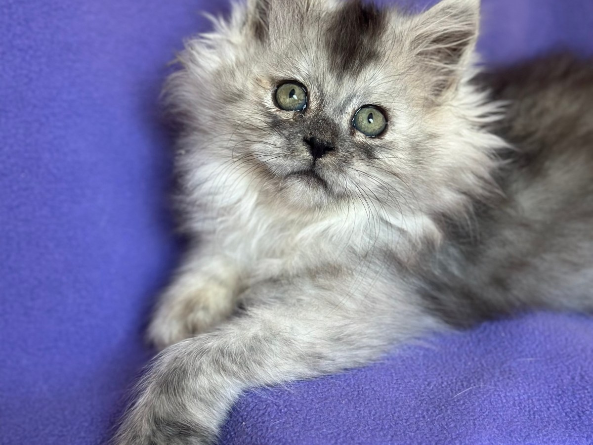 MAINE COON/PERSIAN MIX POLYDACTYL&nbsp;MALE
